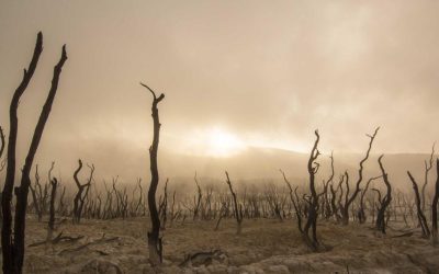 Featured: Federated Learning Is Solving Healthcare's Biggest Privacy Problem: How 23 Hospitals Trained AI Models Without Sharing a Single Patient Record